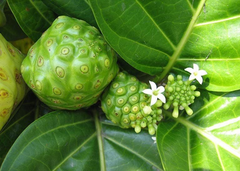 Công Dụng Của Trái Nhàu: Sự Thật Khoa Học Về Loại Quả “Xấu Xí” Tốt Cho Sức Khỏe